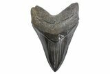 Serrated, Fossil Megalodon Tooth - South Carolina #299730-1